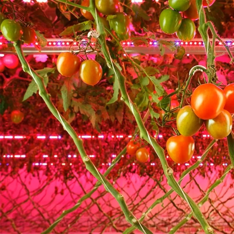 Inter-Canopy Tomatoes lighting.jpg