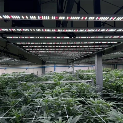 How Foldable LED Grow Lights Simplify Installation in Large Commercial Grow Rooms How Foldable LED Grow Lights Simplify Installation in Large Commercial Grow Rooms